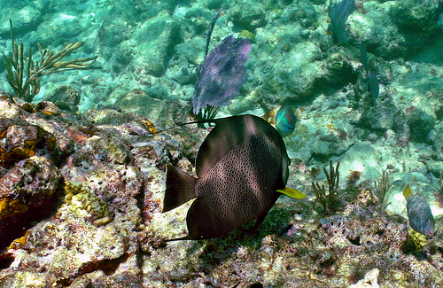 Gray Angelfish: Looe Key Reef, Florida Keys Na...