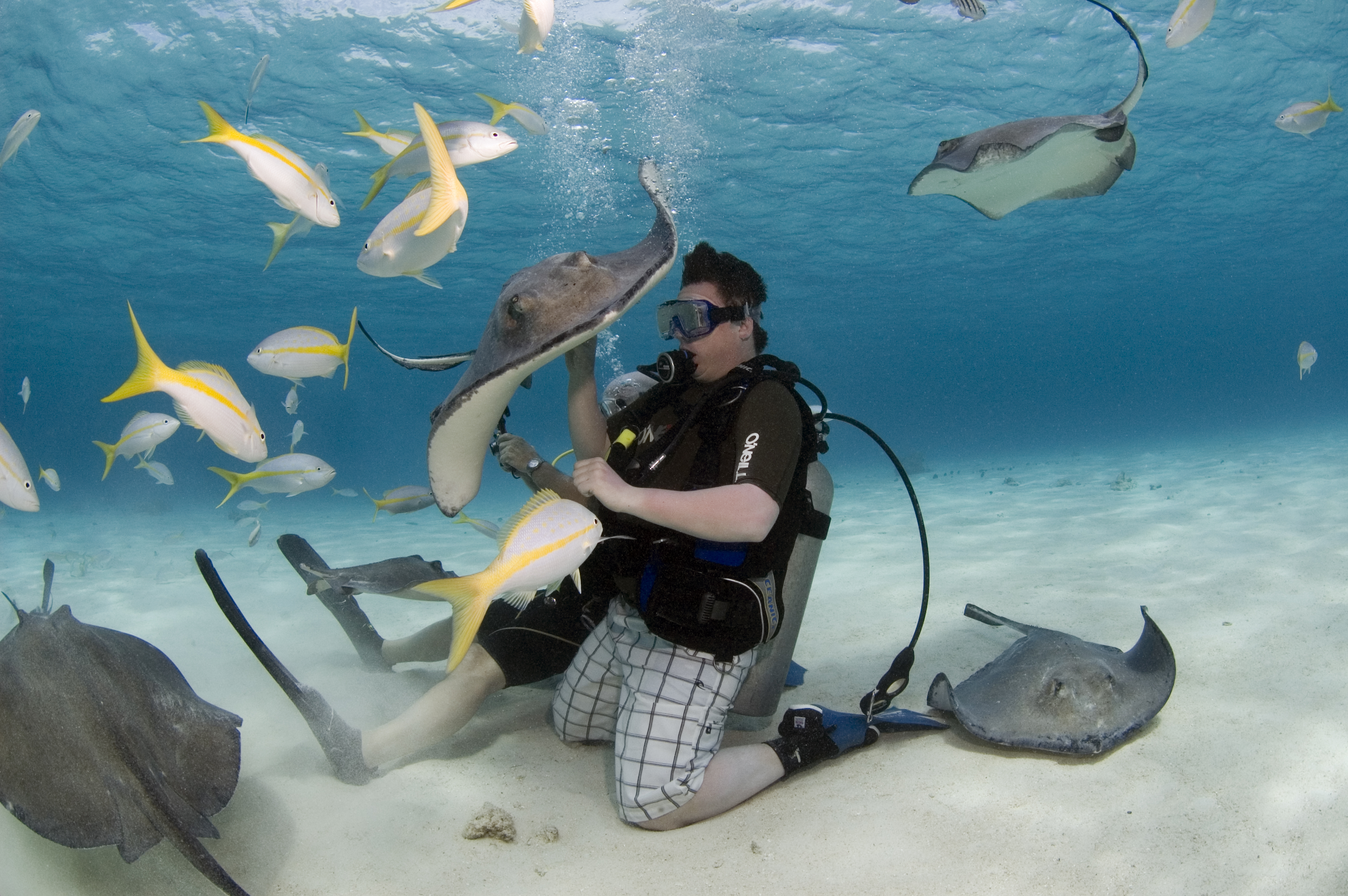 English: Divers and snorkelers are able to int...