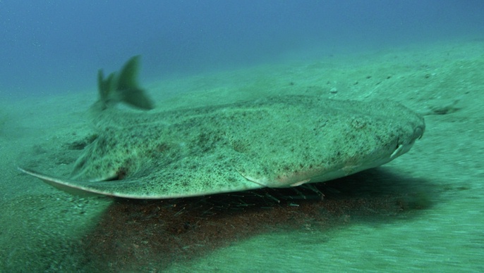 Angelshark (Squatina squatina) off Tenerife, C...